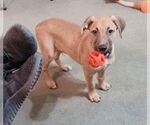 Small Golden Labrador