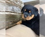 Small Photo #6 Rottweiler Puppy For Sale in BRIGHTON, CO, USA