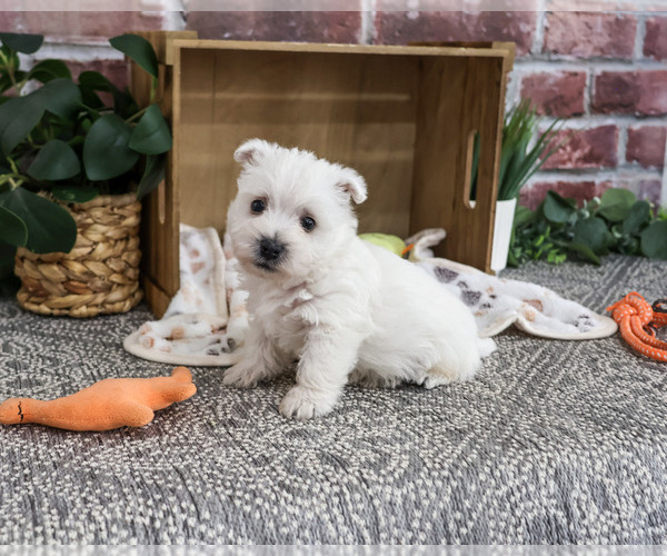Medium Photo #2 West Highland White Terrier Puppy For Sale in SYRACUSE, IN, USA