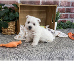 Small #1 West Highland White Terrier