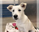 Small Labrador Retriever Mix