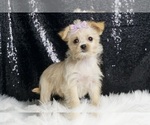 Puppy Orange blossom Morkie