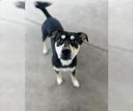 Small #1 Rottweiler Mix