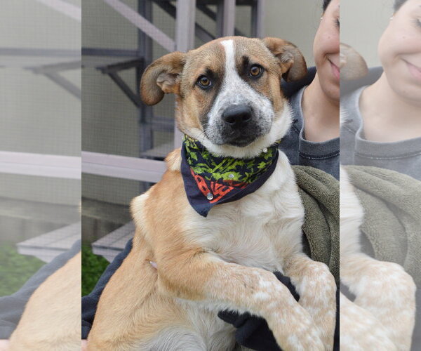 Medium Photo #1 Red Heeler-Unknown Mix Puppy For Sale in McKinney, TX, USA