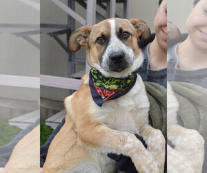 Red Heeler-Unknown Mix Dogs for adoption in McKinney, TX, USA