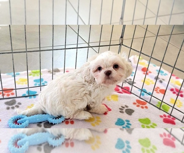 Medium Photo #12 Shih Tzu Puppy For Sale in ORO VALLEY, AZ, USA