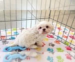 Small #11 Shih Tzu