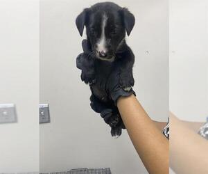 German Shepherd Dog-Unknown Mix Dogs for adoption in Pasadena, TX, USA