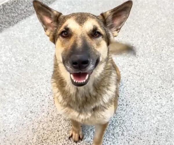 Medium Photo #2 German Shepherd Dog Puppy For Sale in Houston, TX, USA