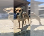 Small #2 Chihuahua Mix