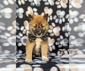 Shiba Inu Puppy for sale in LINCOLN UNIV, PA, USA
