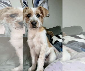 Brittany-Unknown Mix Dogs for adoption in Mobile, AL, USA