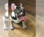Small Photo #1 French Bulldog Puppy For Sale in BERRIEN SPRINGS, MI, USA