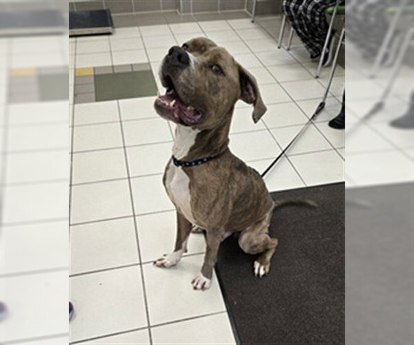 Medium Photo #1 American Pit Bull Terrier Puppy For Sale in Derwood, MD, USA