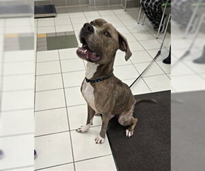 American Pit Bull Terrier Dogs for adoption in Derwood, MD, USA