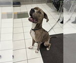 Small American Pit Bull Terrier