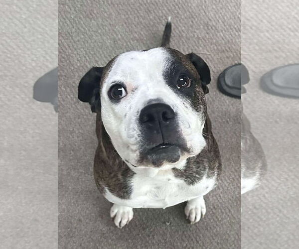 Medium Photo #3 American Pit Bull Terrier-Unknown Mix Puppy For Sale in Germantown, OH, USA