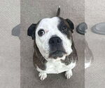 Small #2 American Pit Bull Terrier Mix