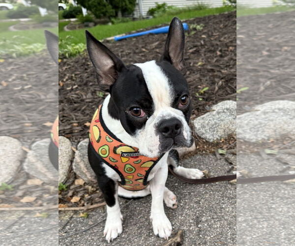 Medium Photo #3 Faux Frenchbo Bulldog Puppy For Sale in St. Louis Park, MN, USA