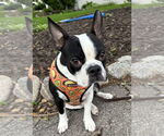 Small #2 Faux Frenchbo Bulldog