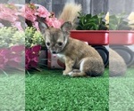 Small #1 Chihuahua