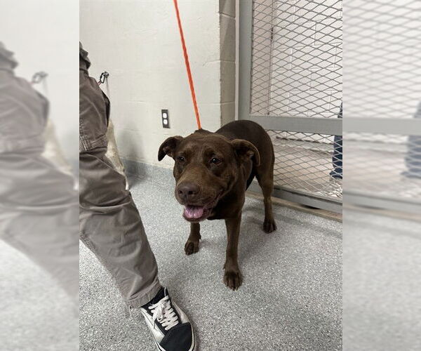 Medium Photo #1 American Pit Bull Terrier-Labrador Retriever Mix Puppy For Sale in Pasadena, TX, USA