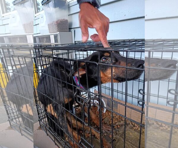 Medium Photo #6 Doberman Pinscher-German Shepherd Dog Mix Puppy For Sale in Aurora, OH, USA