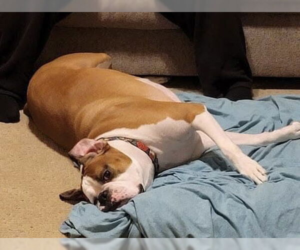 Medium Photo #2 Boxer Puppy For Sale in Woodbury, MN, USA