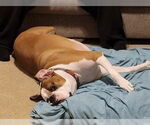 Small #1 Boxer