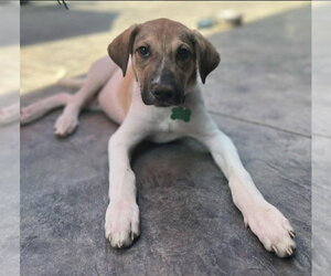 Mutt Dogs for adoption in Andover, MN, USA