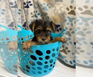 Yorkshire Terrier Puppy for sale in SALUDA, SC, USA
