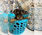 Image preview for Ad Listing. Nickname: Max