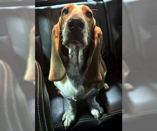 Medium Photo #3 Basset Hound Puppy For Sale in Deepwater, NJ, USA