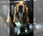 Small #2 Basset Hound