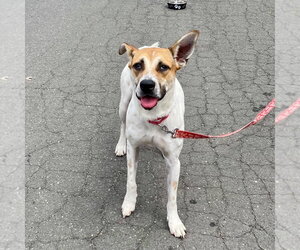 Aston - Male Mutt Dog for Adoption - Photo #18