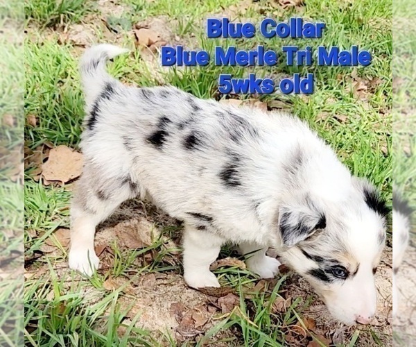 Full screen Photo #10 Border Collie Puppy For Sale in ELMENDORF, TX, USA