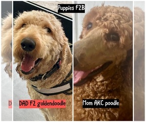 Father of the Goldendoodle puppies born on 05/16/2025