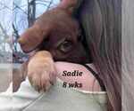 Small #9 German Shepherd Dog-Siberian Husky Mix