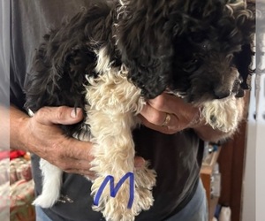 Labradoodle Puppy for sale in SCOTTSDALE, AZ, USA