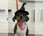 Small Photo #2 Poodle (Miniature)-Unknown Mix Puppy For Sale in Mooresville, NC, USA