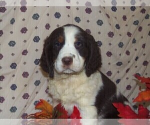 English Springer Spaniel Puppy for sale in MADISON, SD, USA
