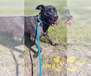 American Pit Bull Terrier-Labrador Retriever Mix Dogs for adoption in Monte Vista, CO, USA