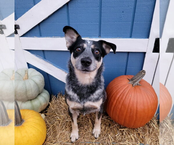 Medium Photo #6 Mutt Puppy For Sale in FAIRLAWN, OH, USA