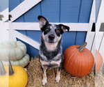 Small #5 Mutt