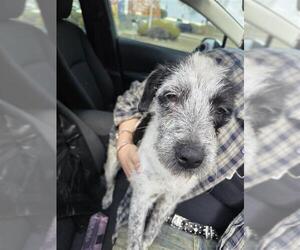 Mutt Dog for Adoption in San Antonio, Texas USA