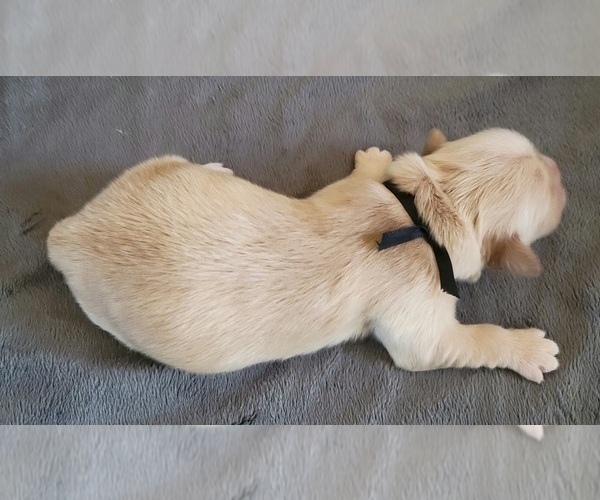 Medium Photo #2 Golden Retriever Puppy For Sale in BURLINGTON, WI, USA