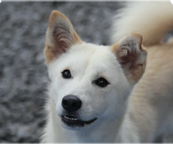 Medium Photo #1 Mutt Puppy For Sale in San Ramon, CA, USA