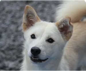Mutt Dogs for adoption in San Ramon, CA, USA
