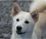 Small Mutt