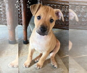 Border Terrier-Labrador Retriever Mix Dogs for adoption in Lakewood, CO, USA
